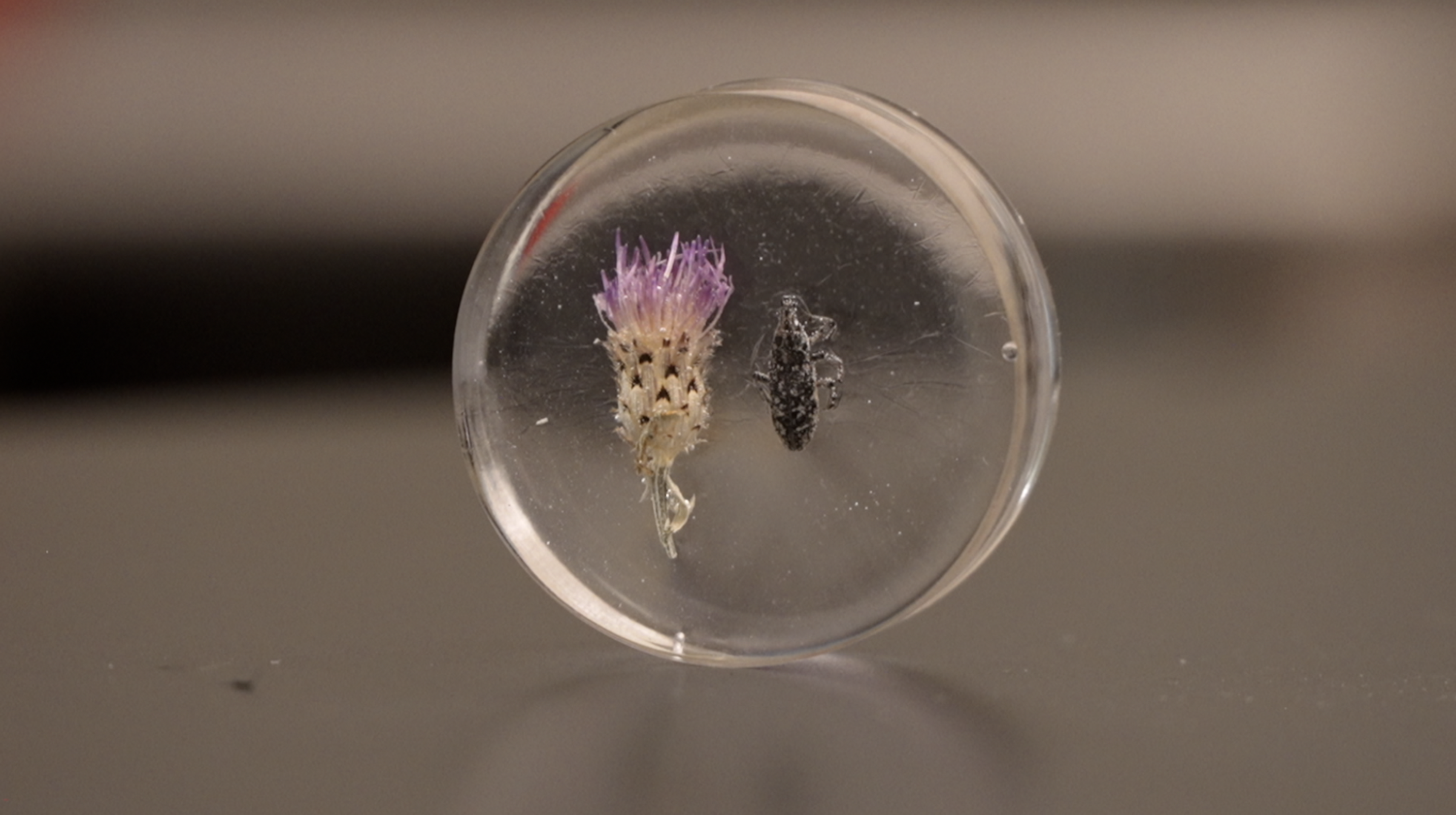 Montana Biocontrol Project