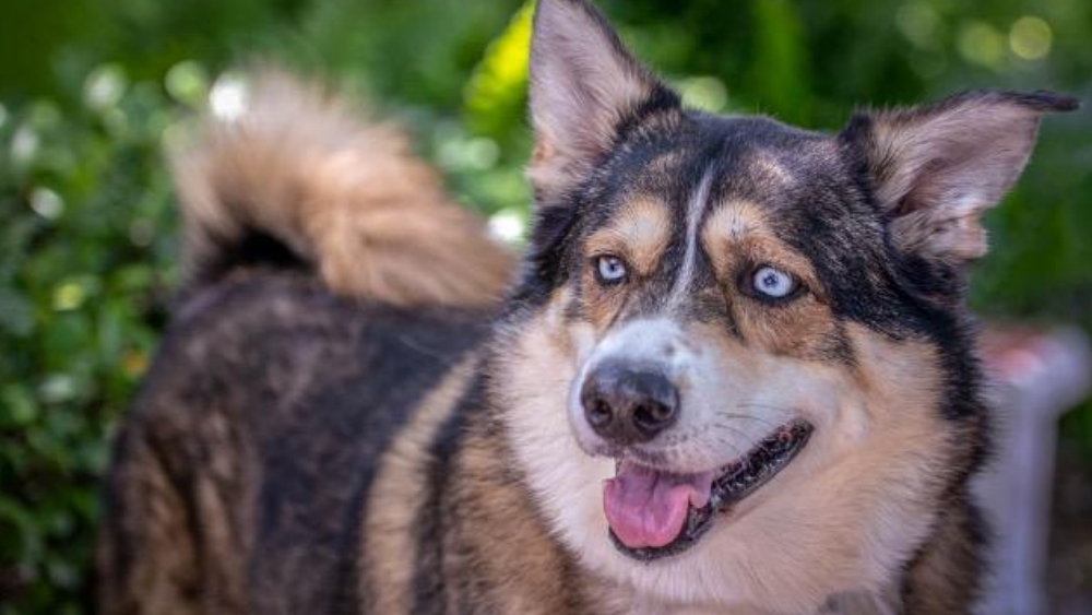 Annie pet of the week