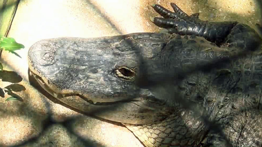 wptv-alligator-.jpg