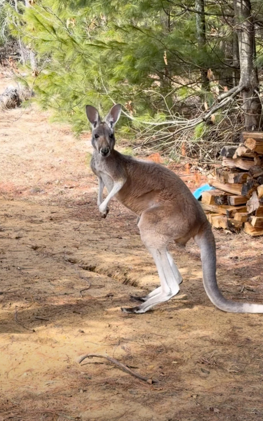 This image made from video provided by Debbie Marland shows Chesney the kangaroo near Sunshine Farm, in Necedah, Wis., Saturday, March 28, 2026.