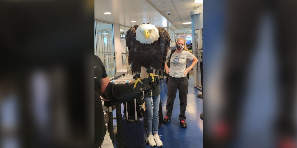 bald-eagle.jpg