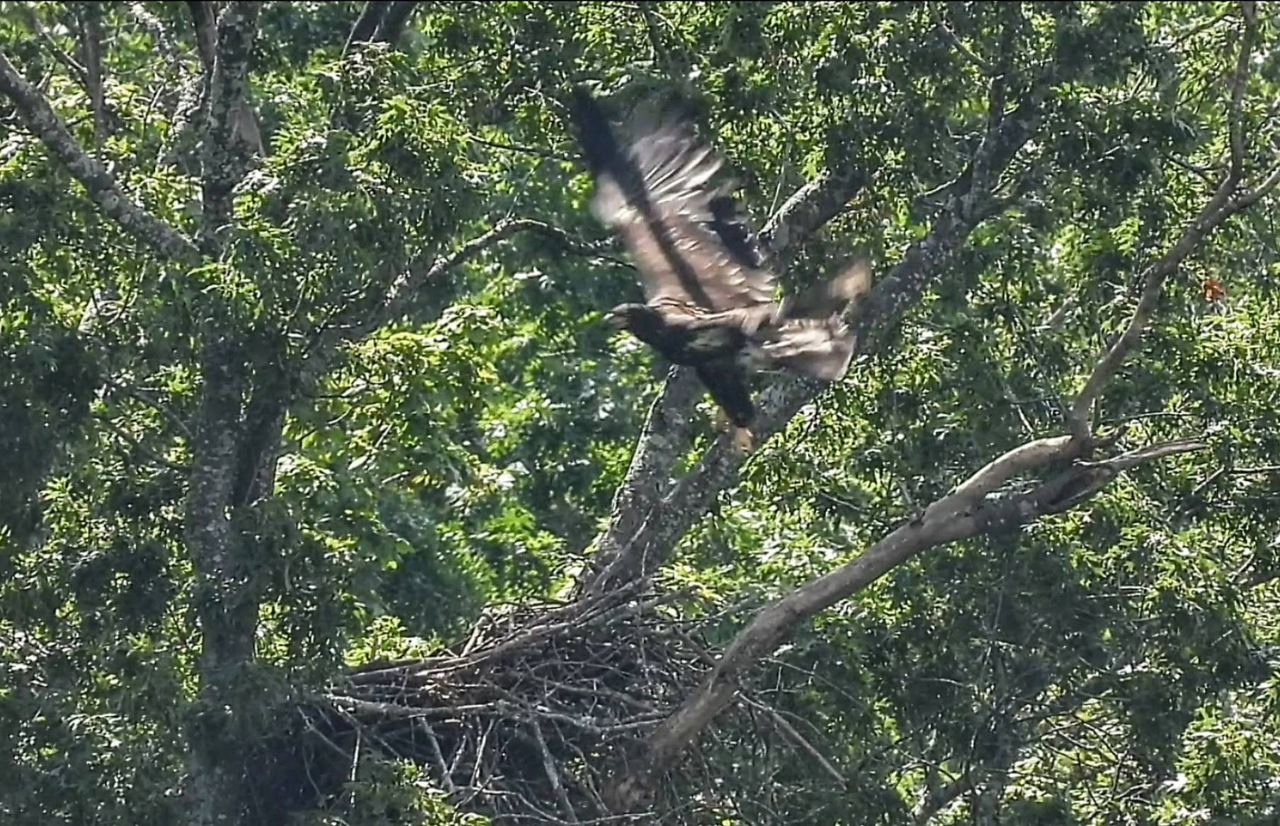 Radnor Eaglet takes flight 