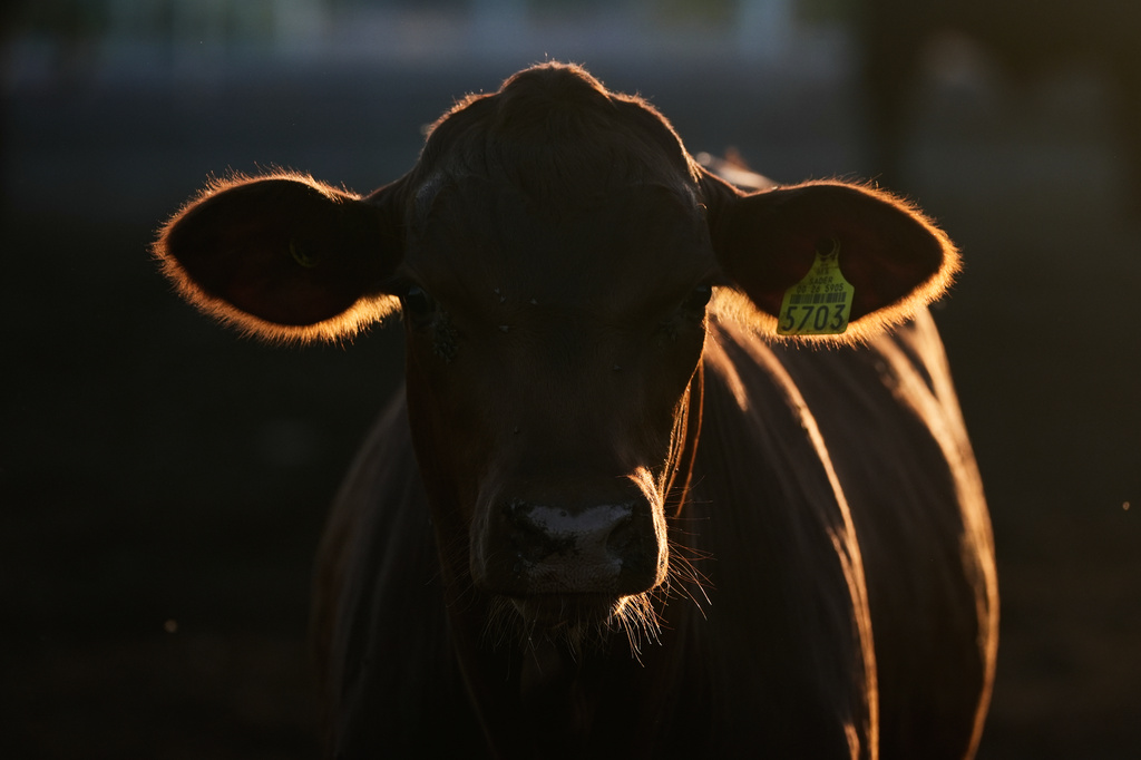 A calf stands in a pen for inspection.