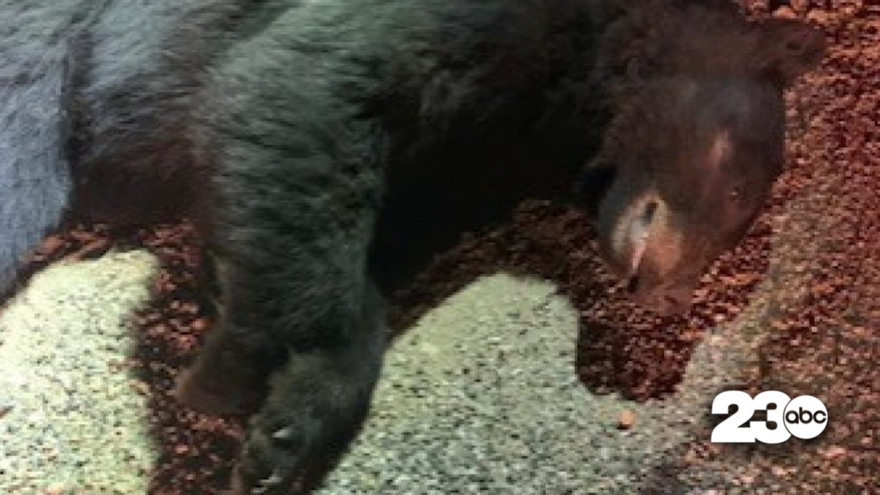 Bear Killed in Collision with Vehicle
