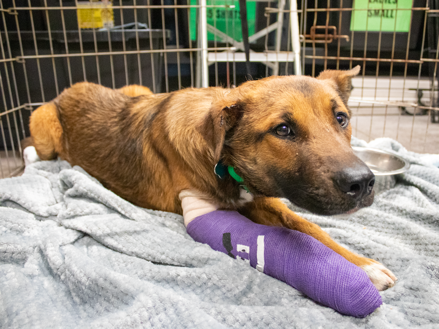 KNXV AAWL Crash Dog Rescue 2-15-21