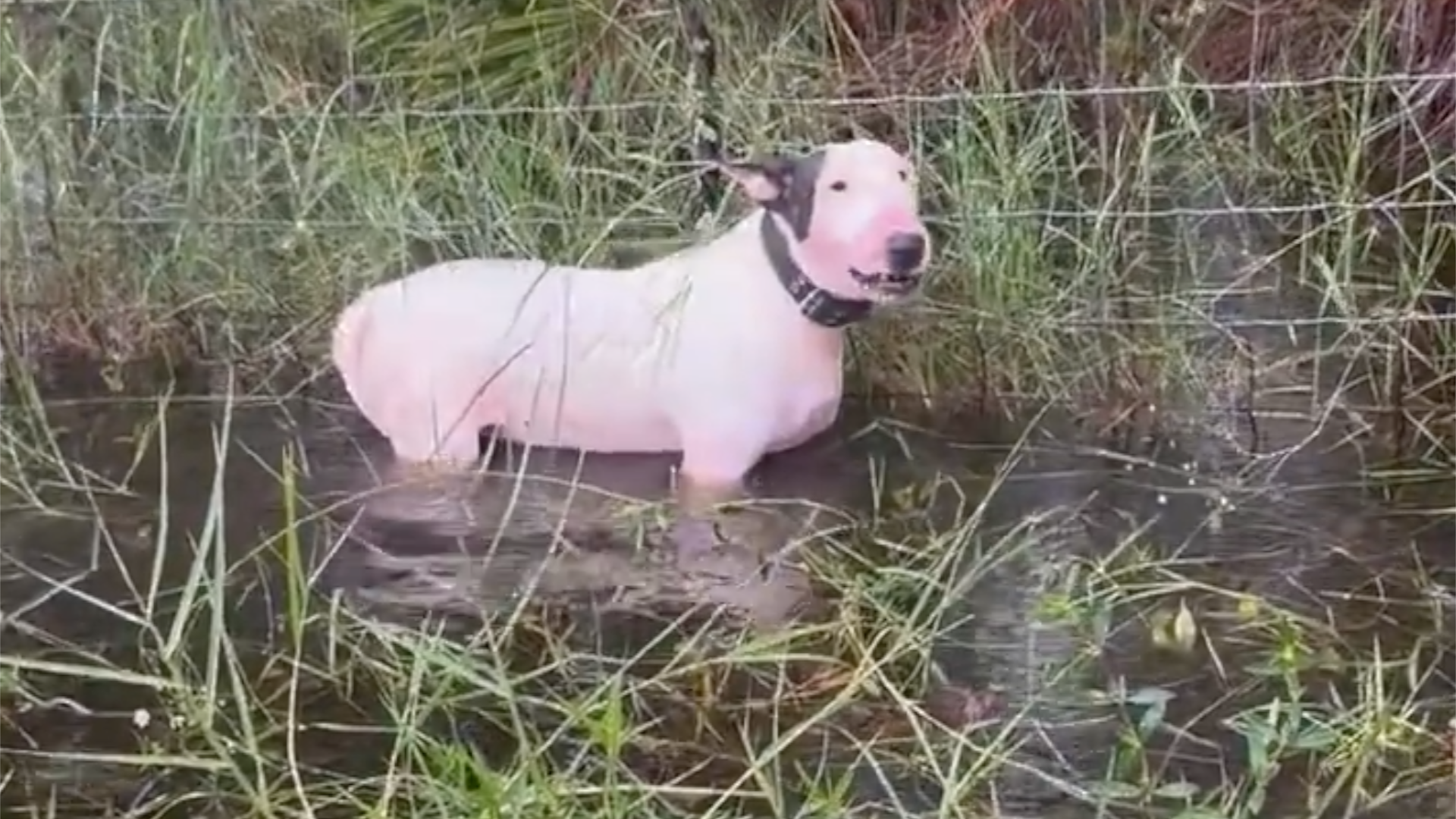 DOG TIED UP IN FLORIDA FOR WEB.png