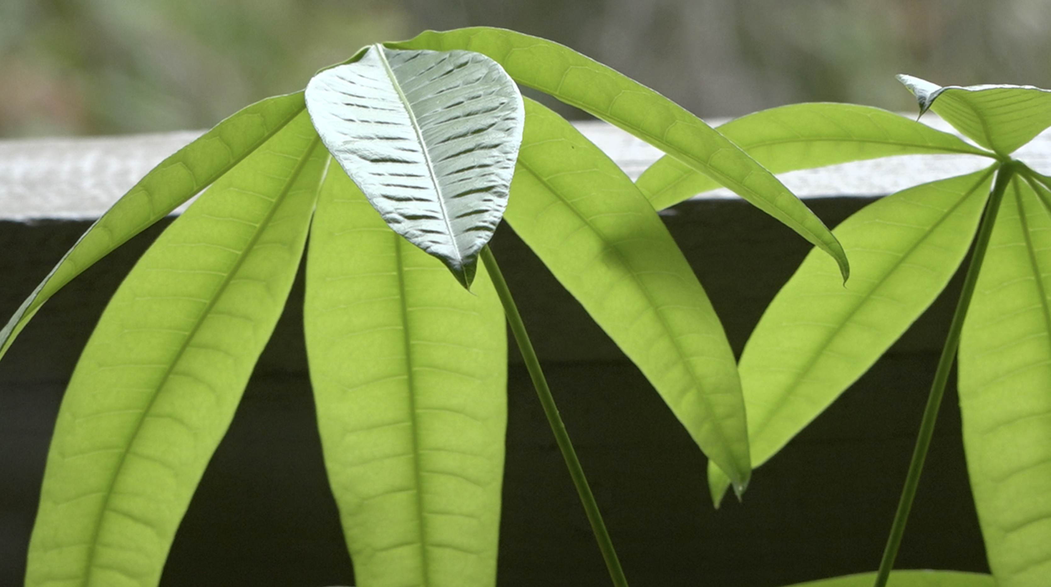 peaceful plant