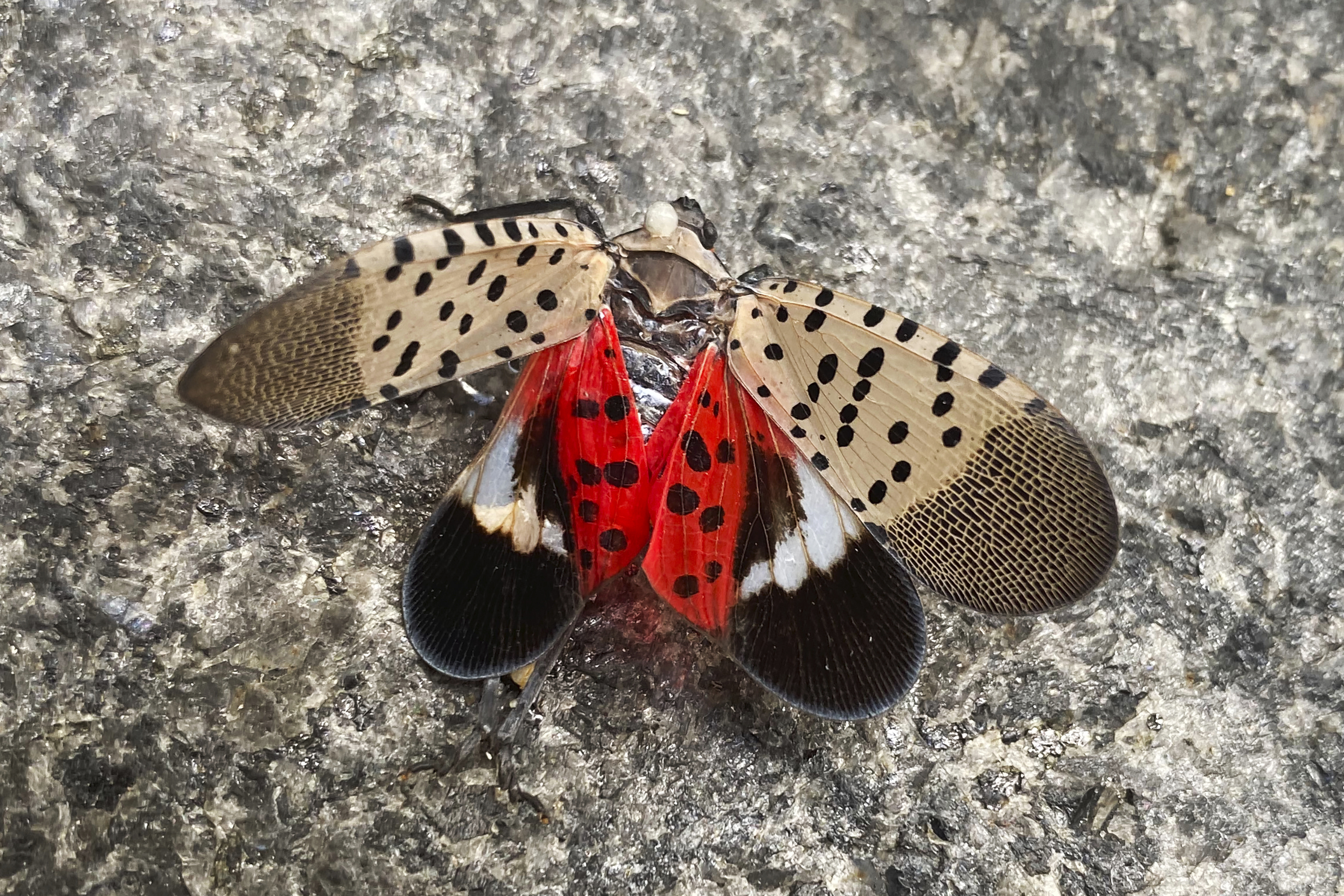 Spotted Lanternflies