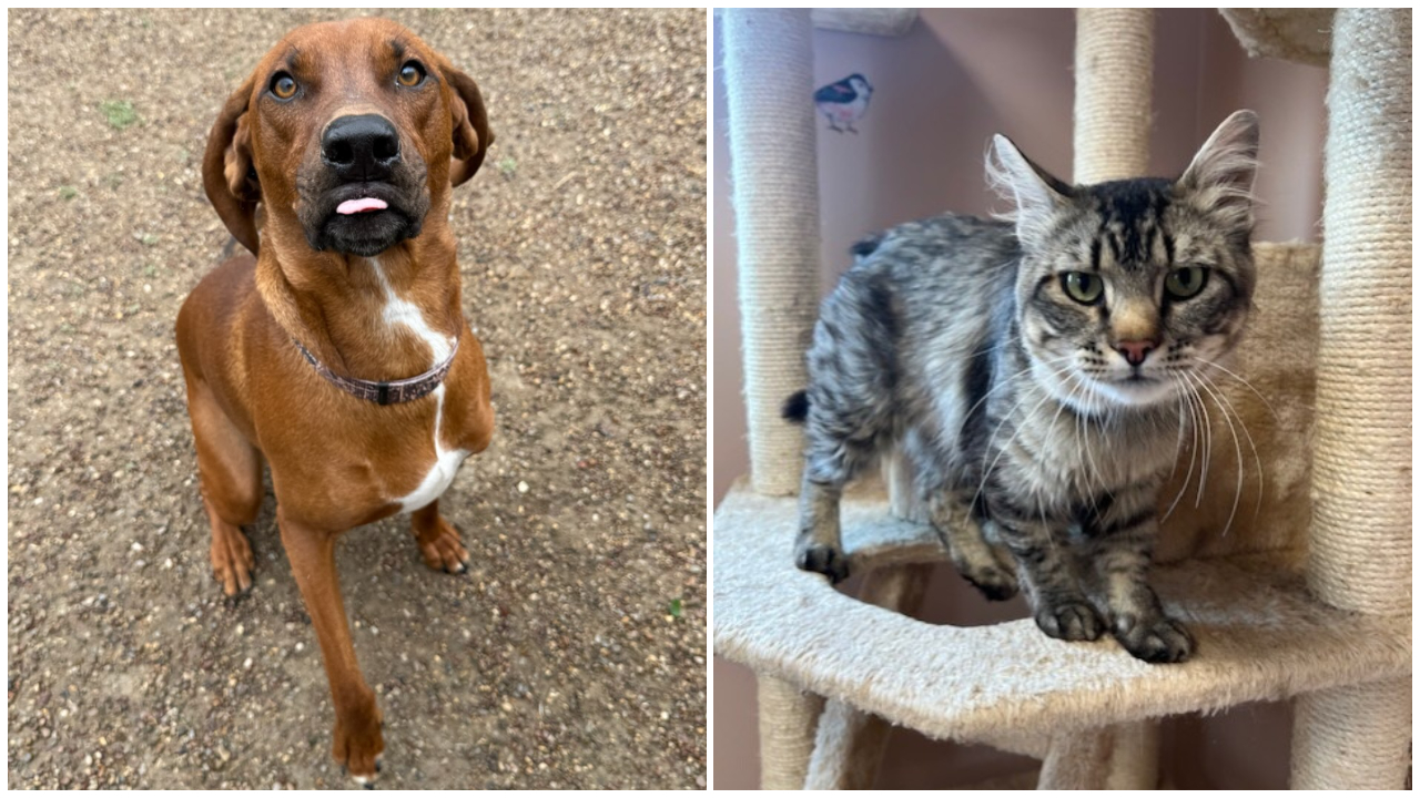 Pets Of The Week: Max and Simon