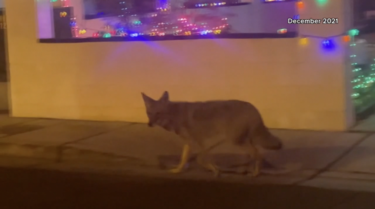 Coyotes