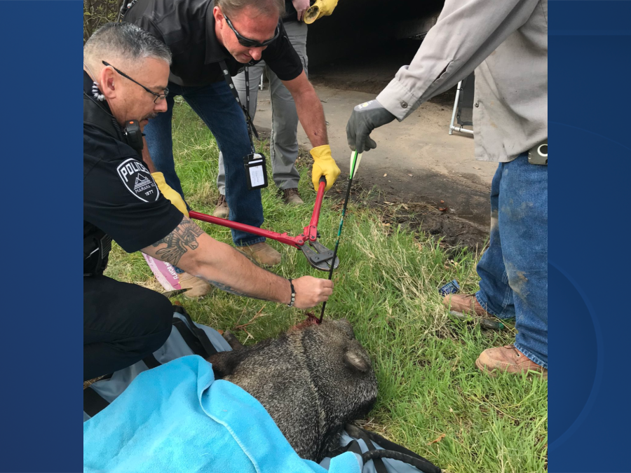 Javelina shot with arrow Marana.png