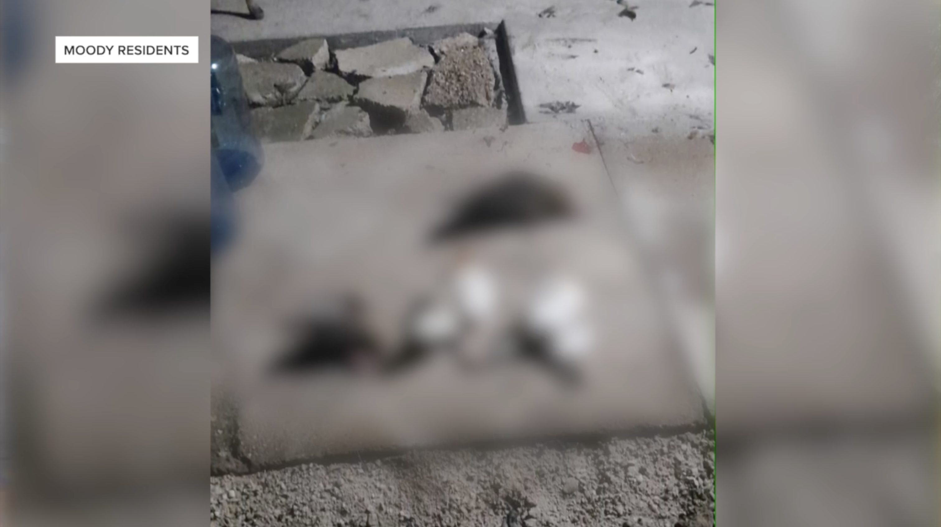 dead chickens in moody