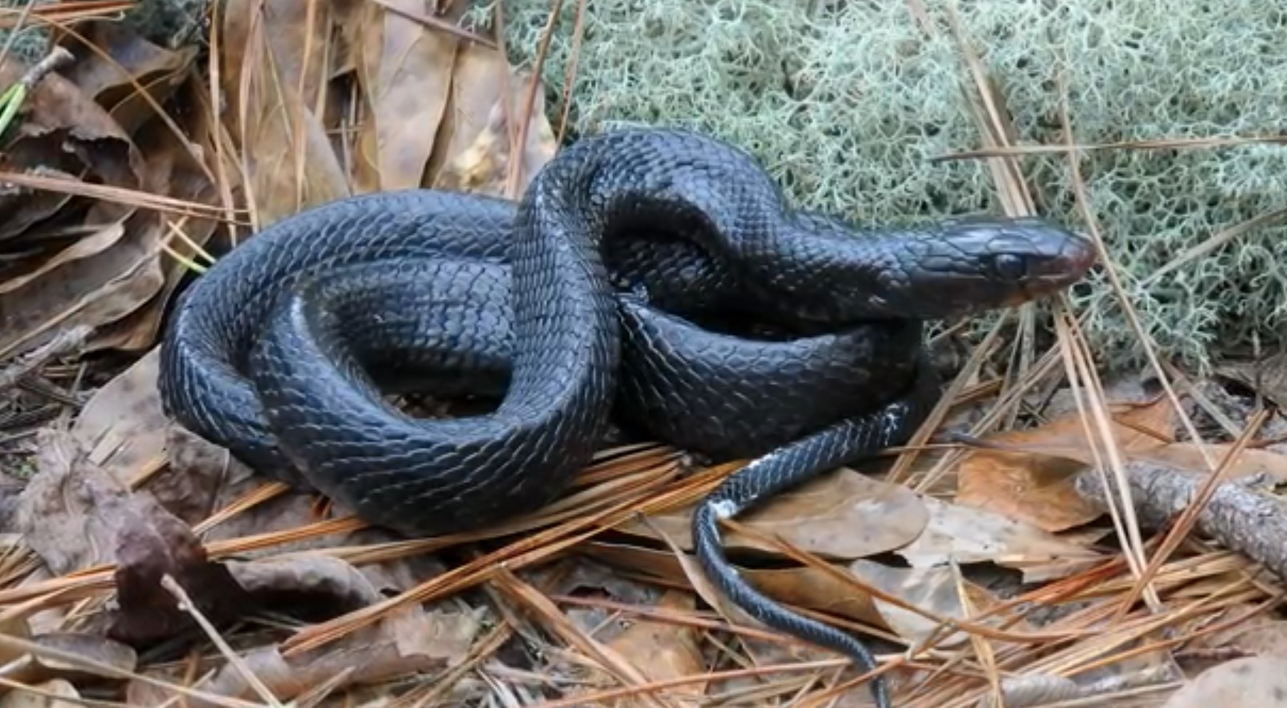 snake in alabama.png