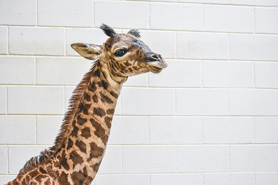 Virginia Zoo Giraffe 2.jpg