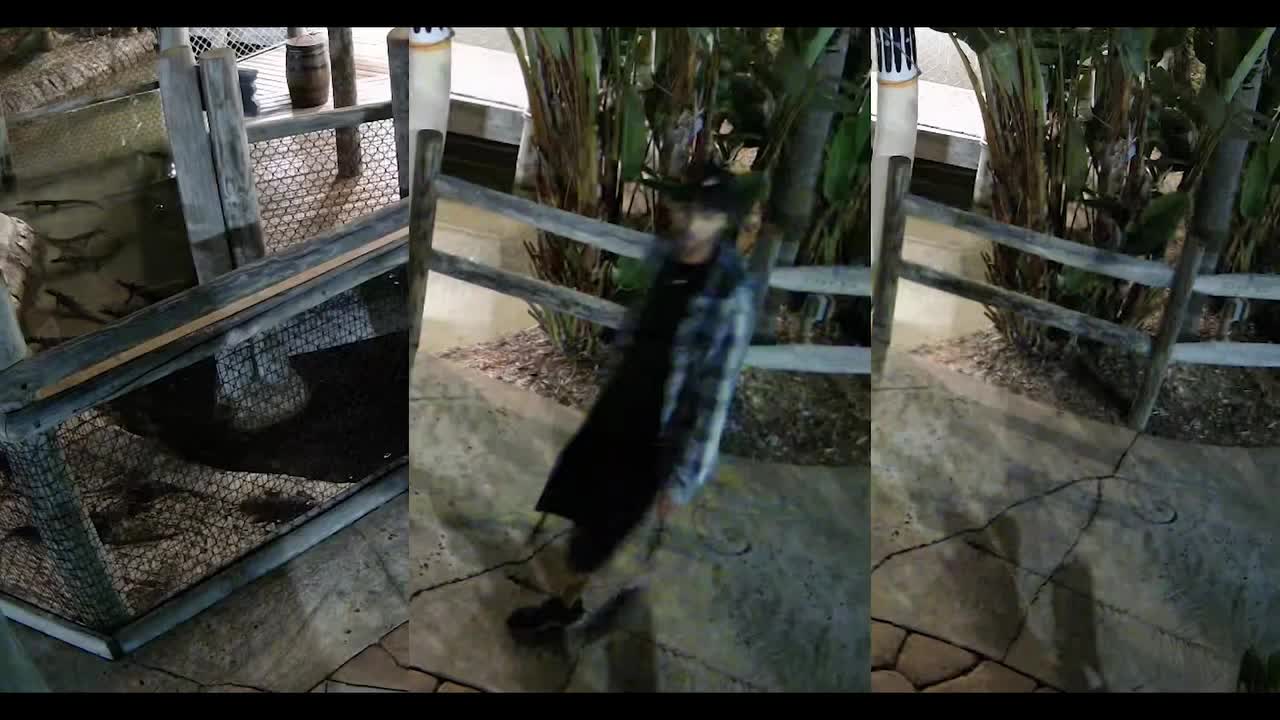 Pasco deputies look for man caught on camera stealing baby alligator