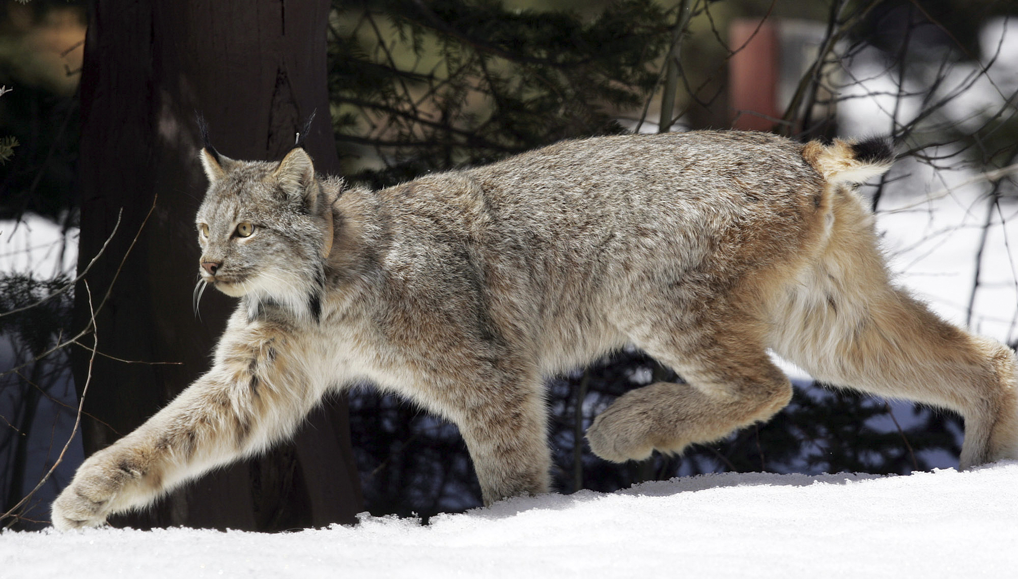 Canada lynx
