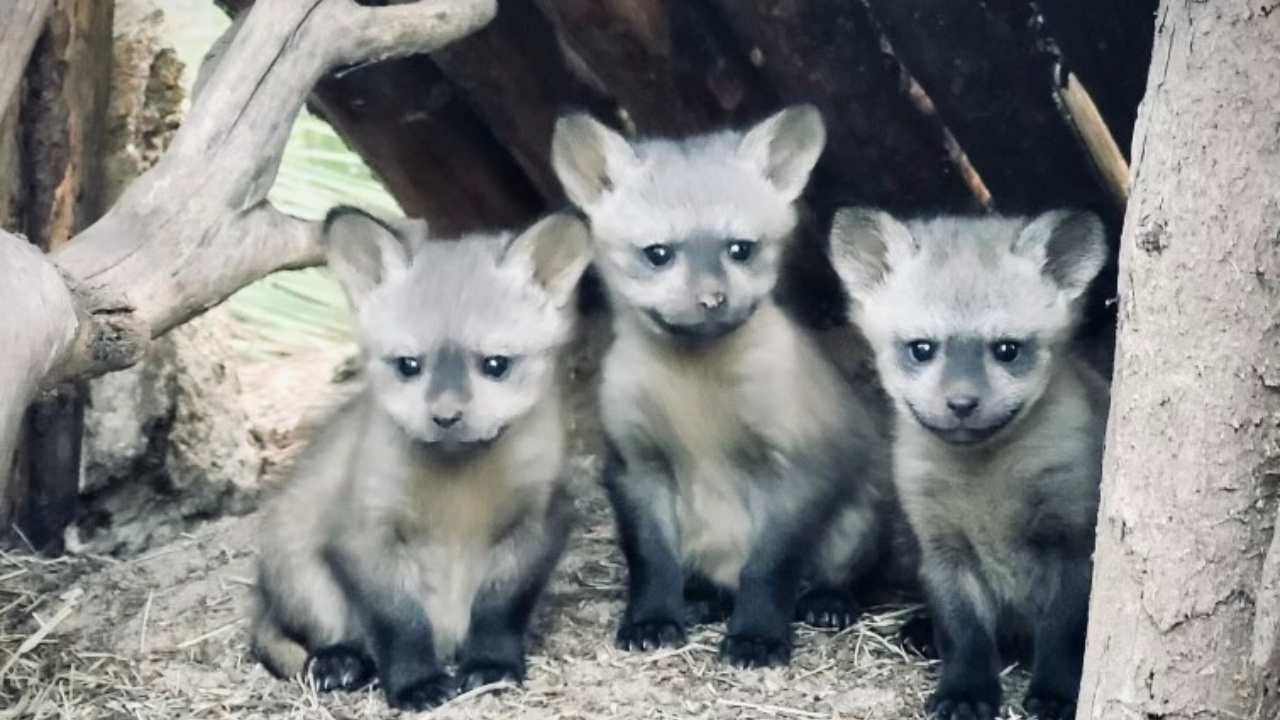 Bat-eared Fox Kits