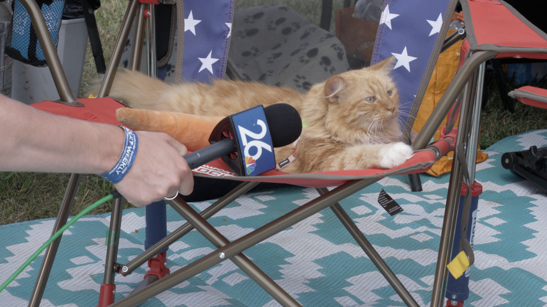 Delilah the cat being interviewed by NBC26 for this story.