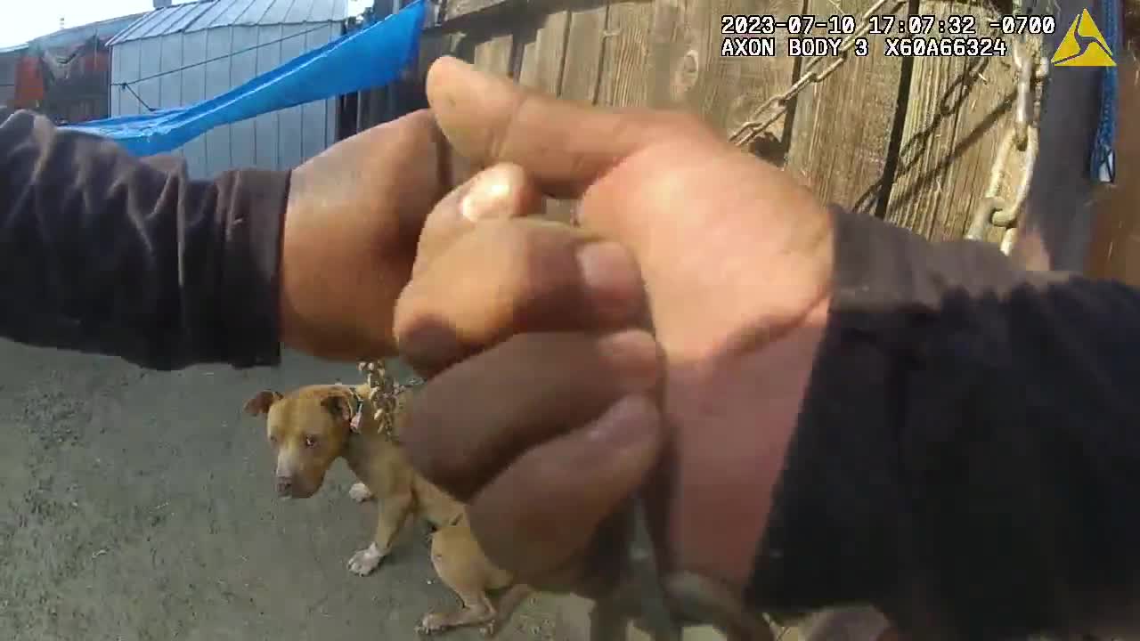 arvin cop saves dog 
