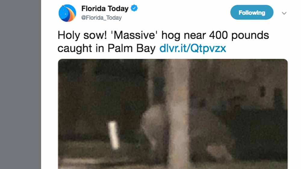 wptv-400-pound-hog.jpg