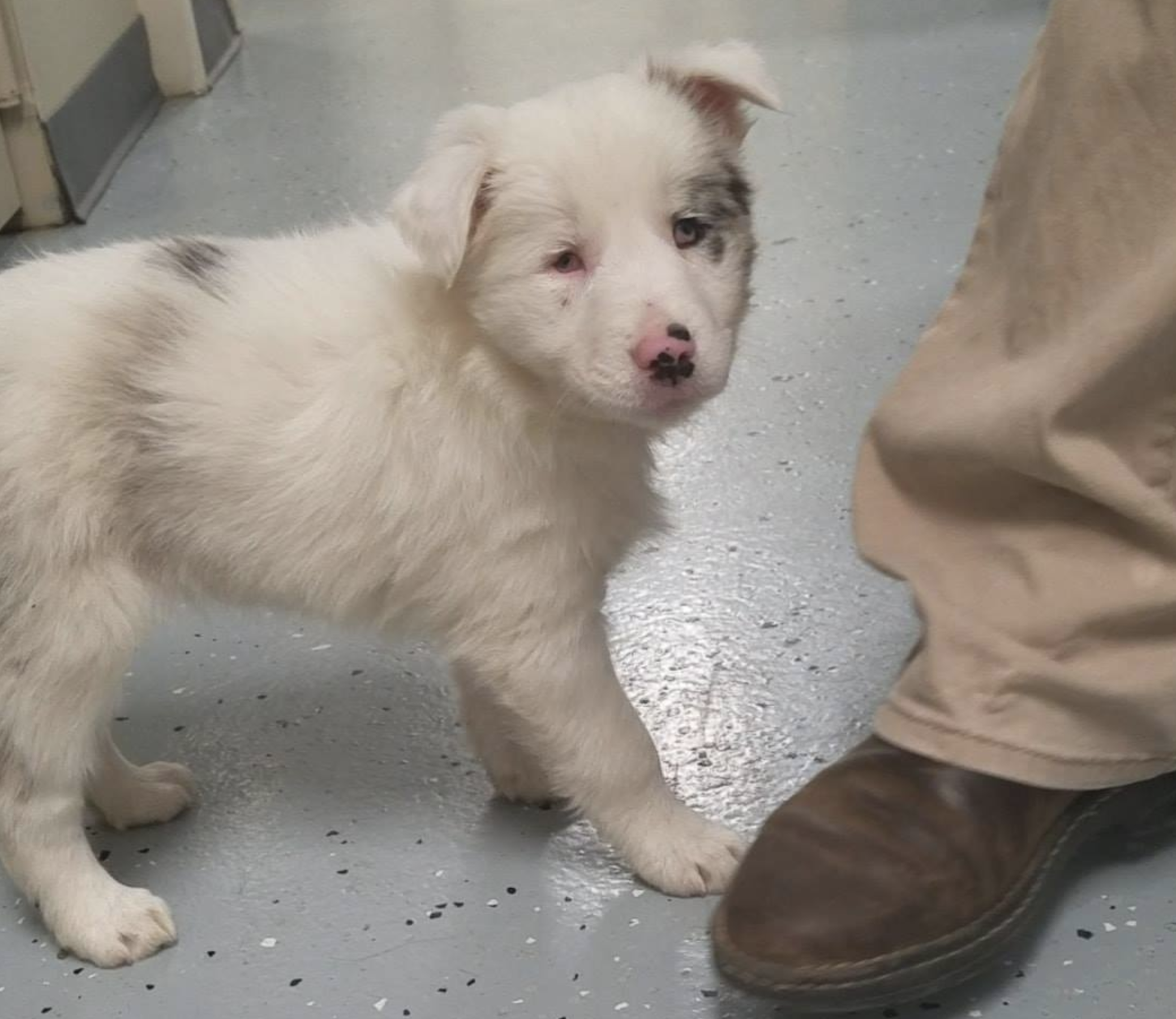 KNXV Deaf, blind puppy rescued from frozen creek