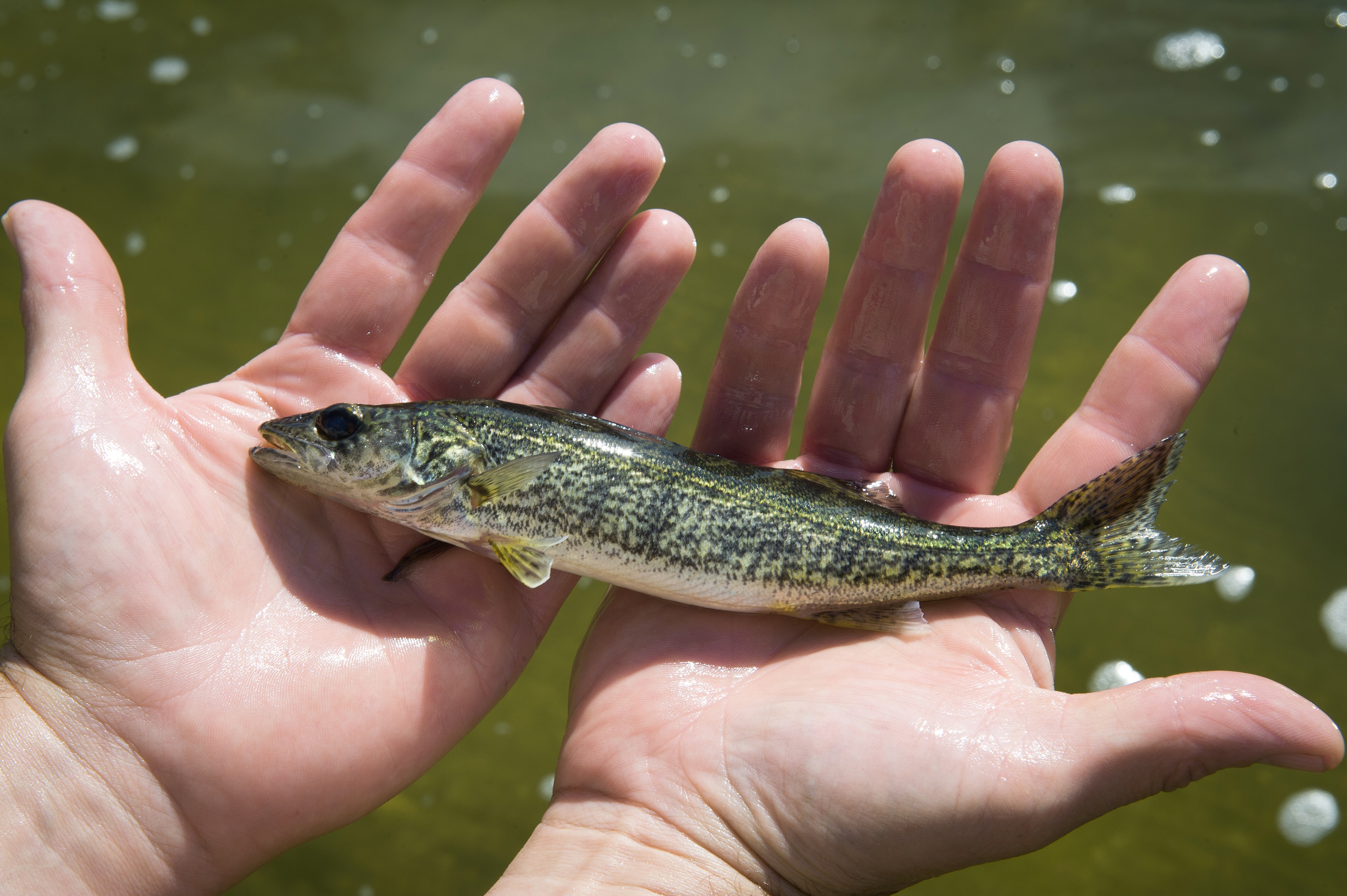 DSK542-229.jpg | Walleye Fingerling Walleye Pond Drawdown