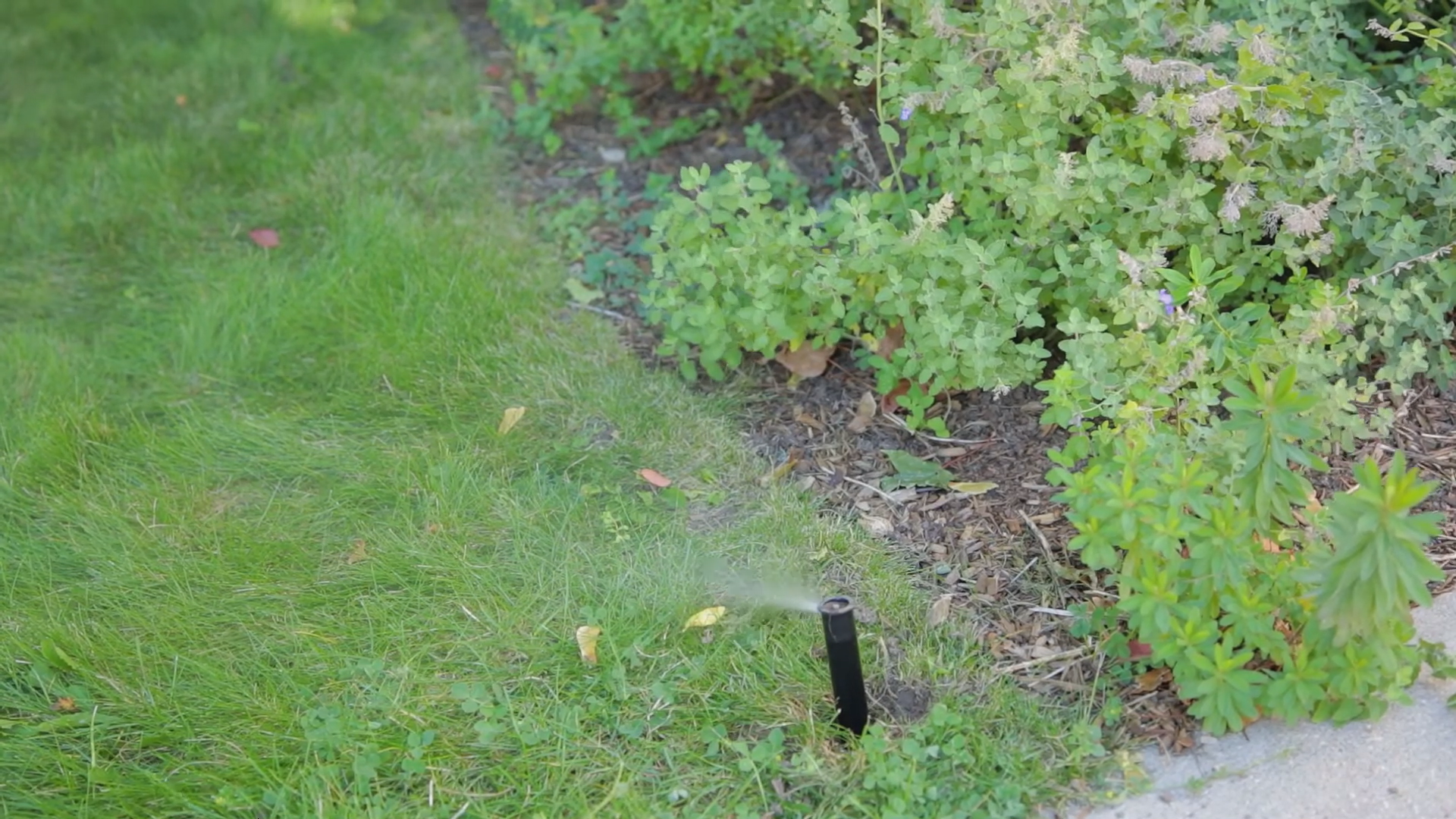 End of summer tips for watering your lawn 