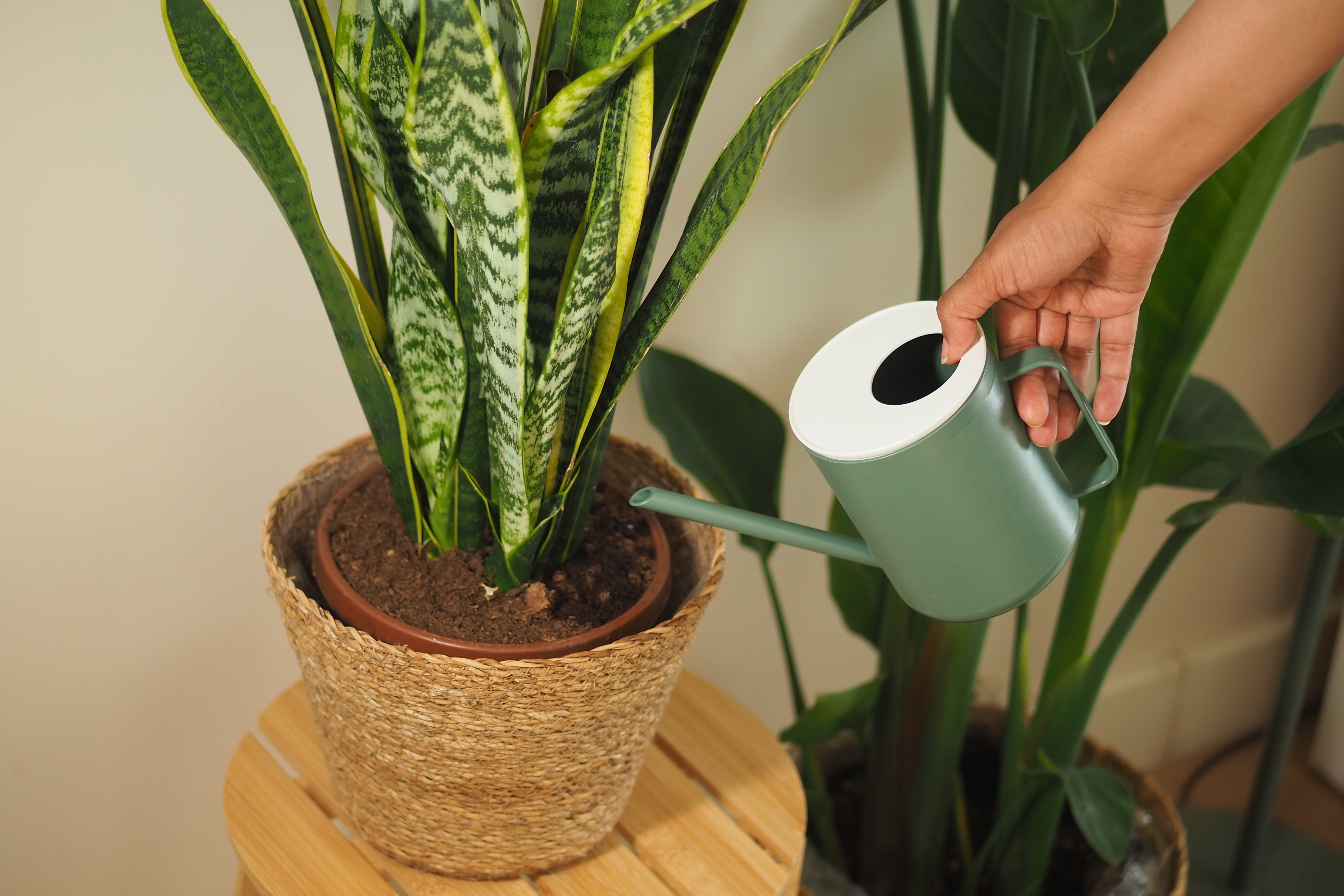 Watering a houseplant with a green watering can.