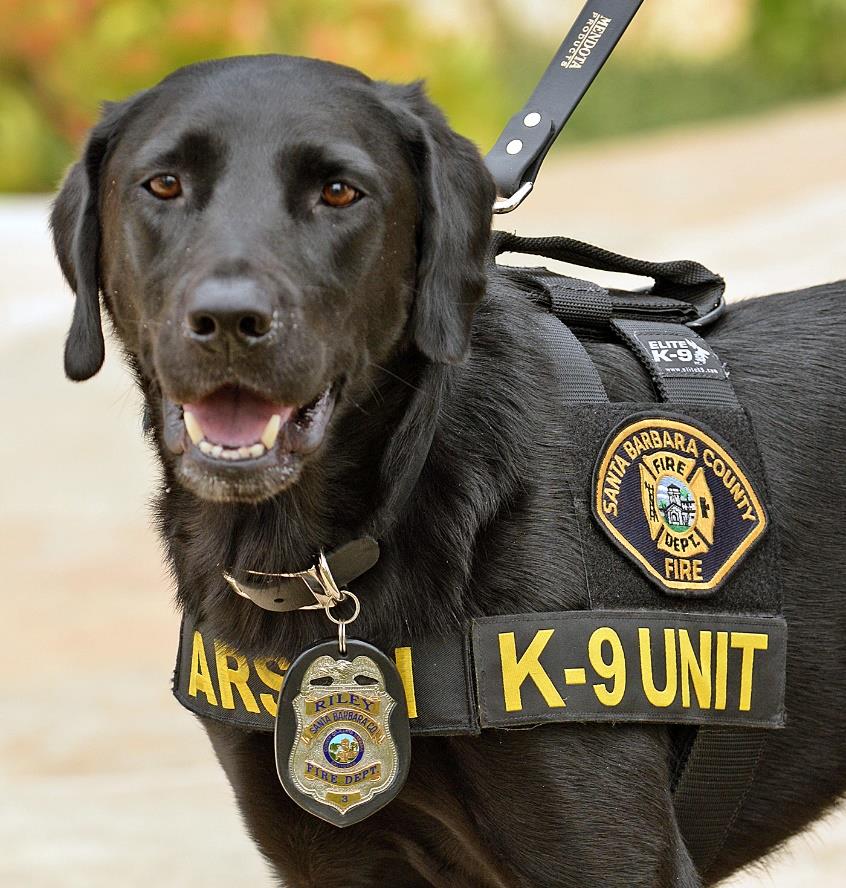 K9 RILEY.jpg