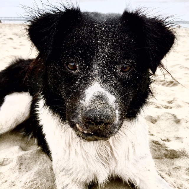 dog in sand on beach