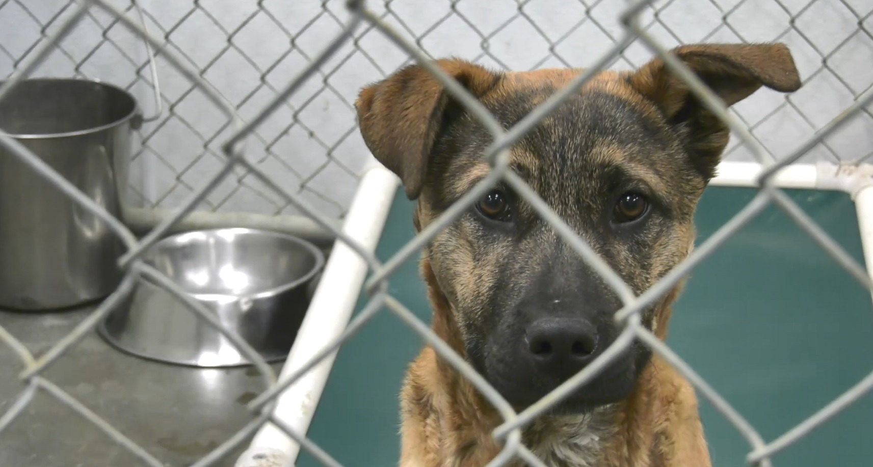 Animal shelters brace for holiday 'dumping season' in Butte and Anaconda - Vimarsana News