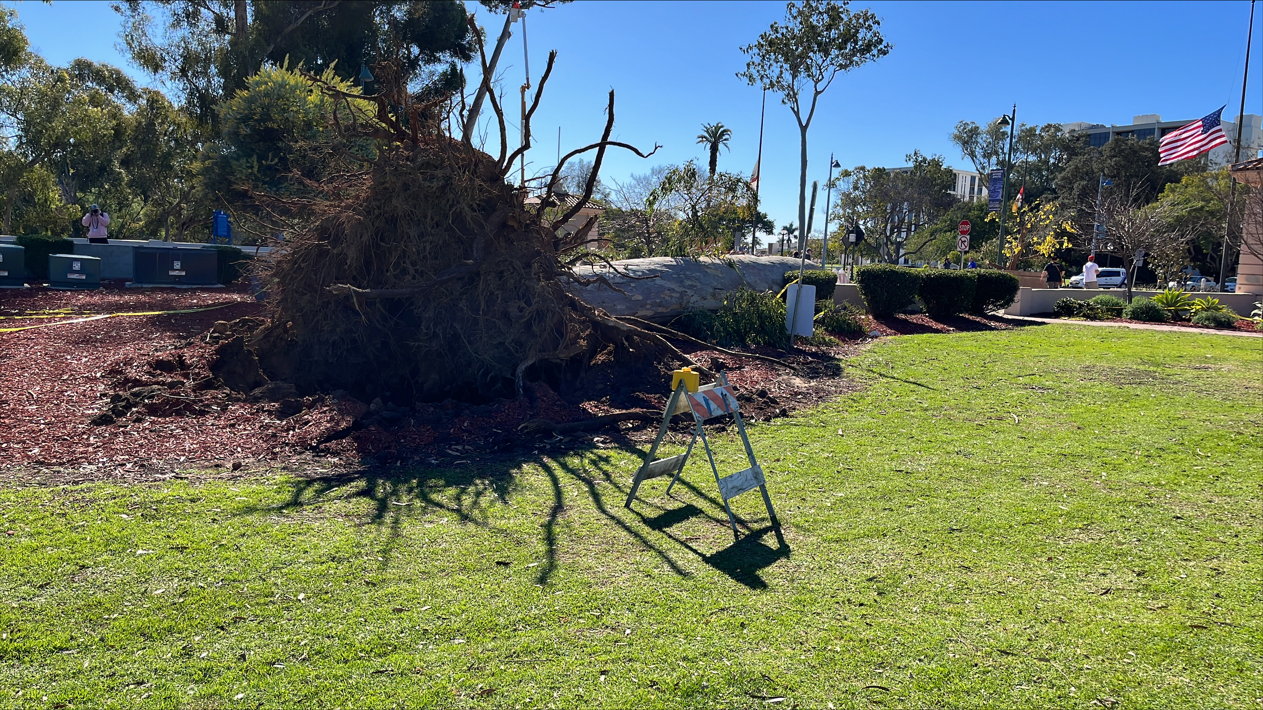 tree down balboa jan. 26, 2023