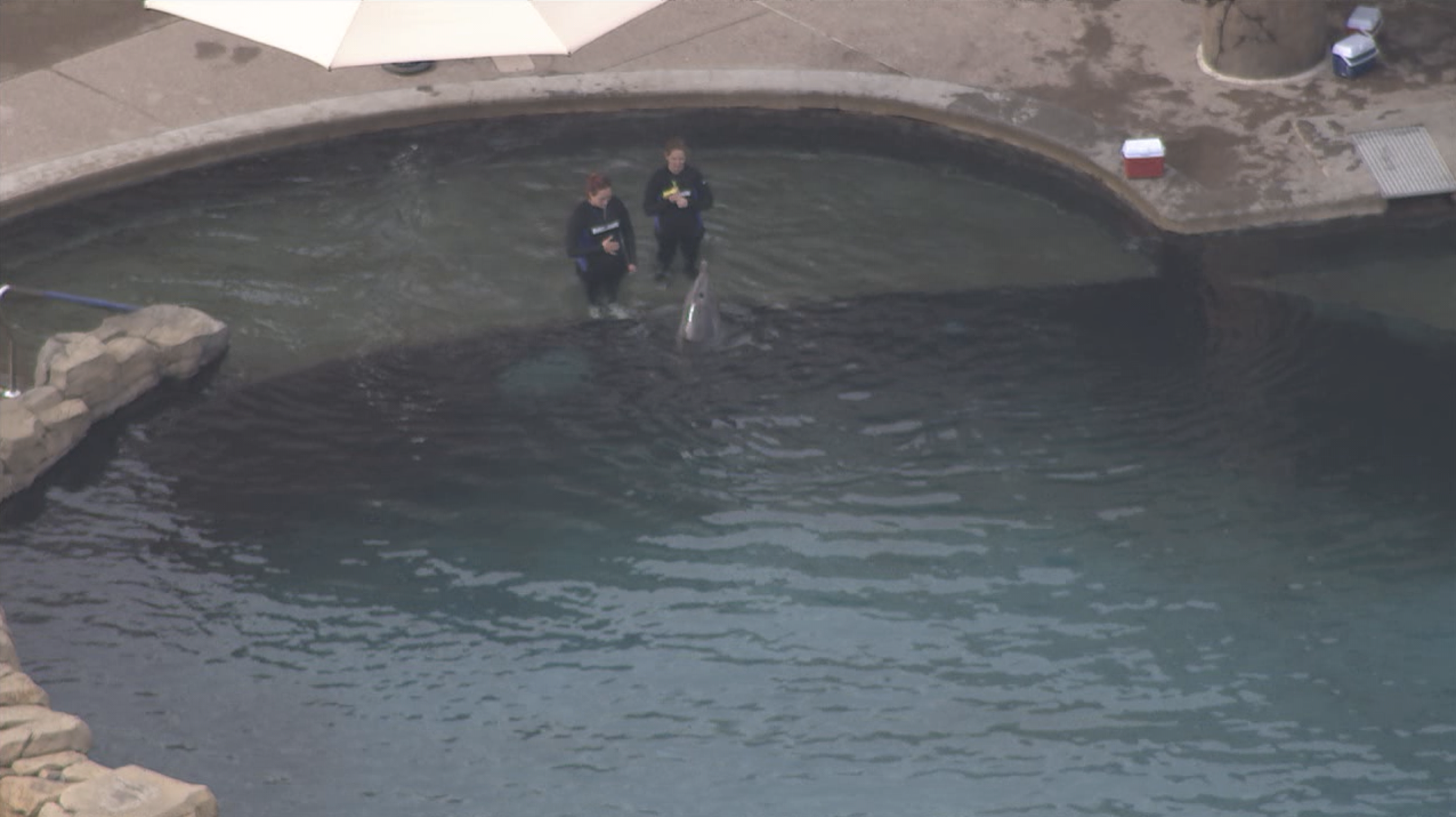 KNXV Dolphinaris Arizona Dolphin in Pool.png