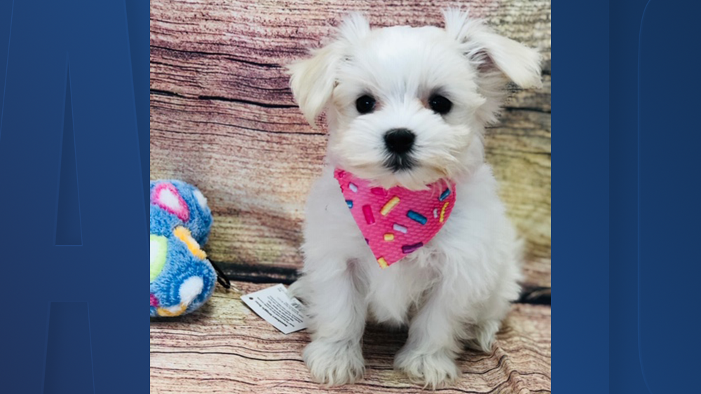 puppy store on dale mabry