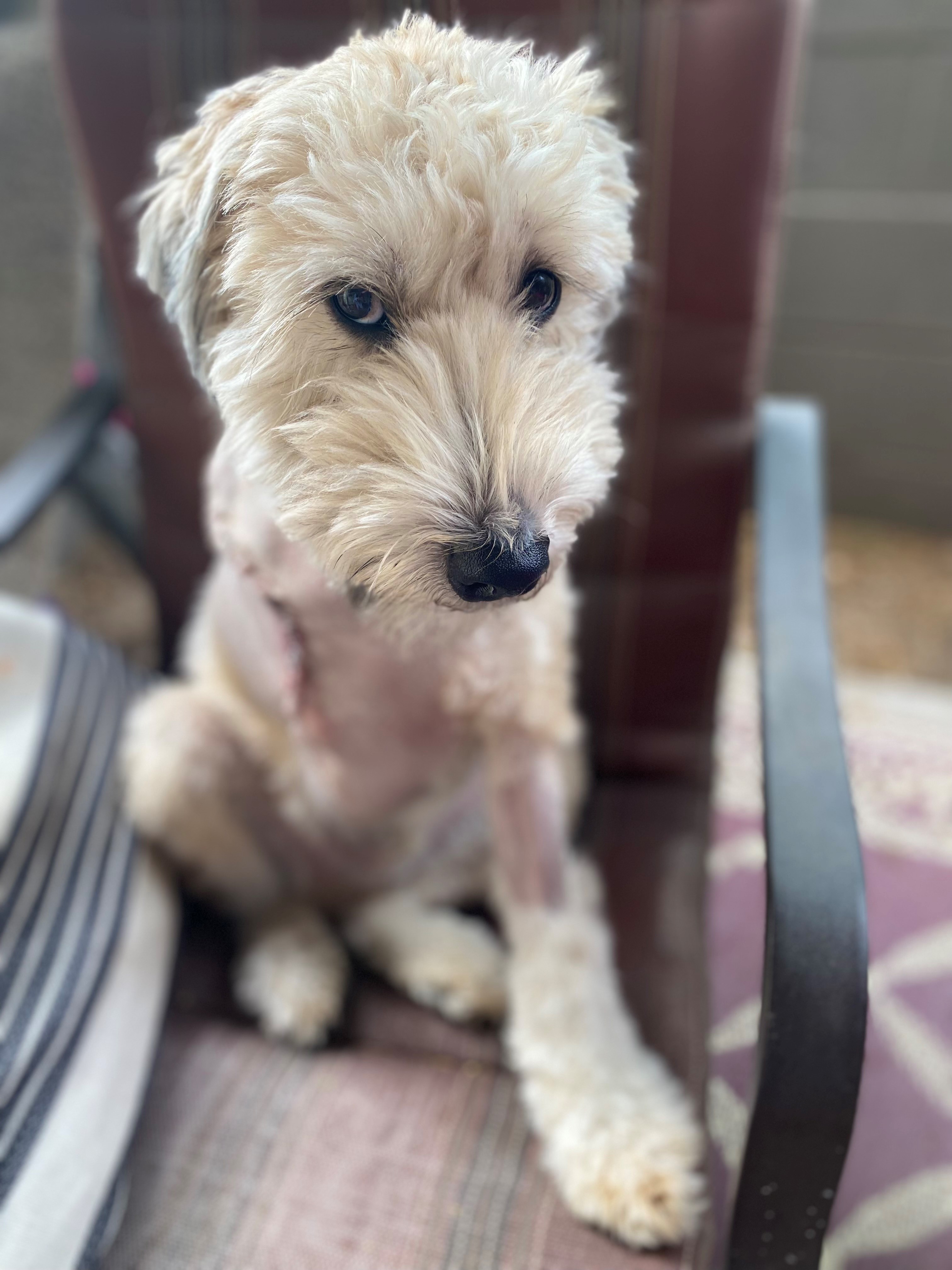 Stanley after surgery.jpeg