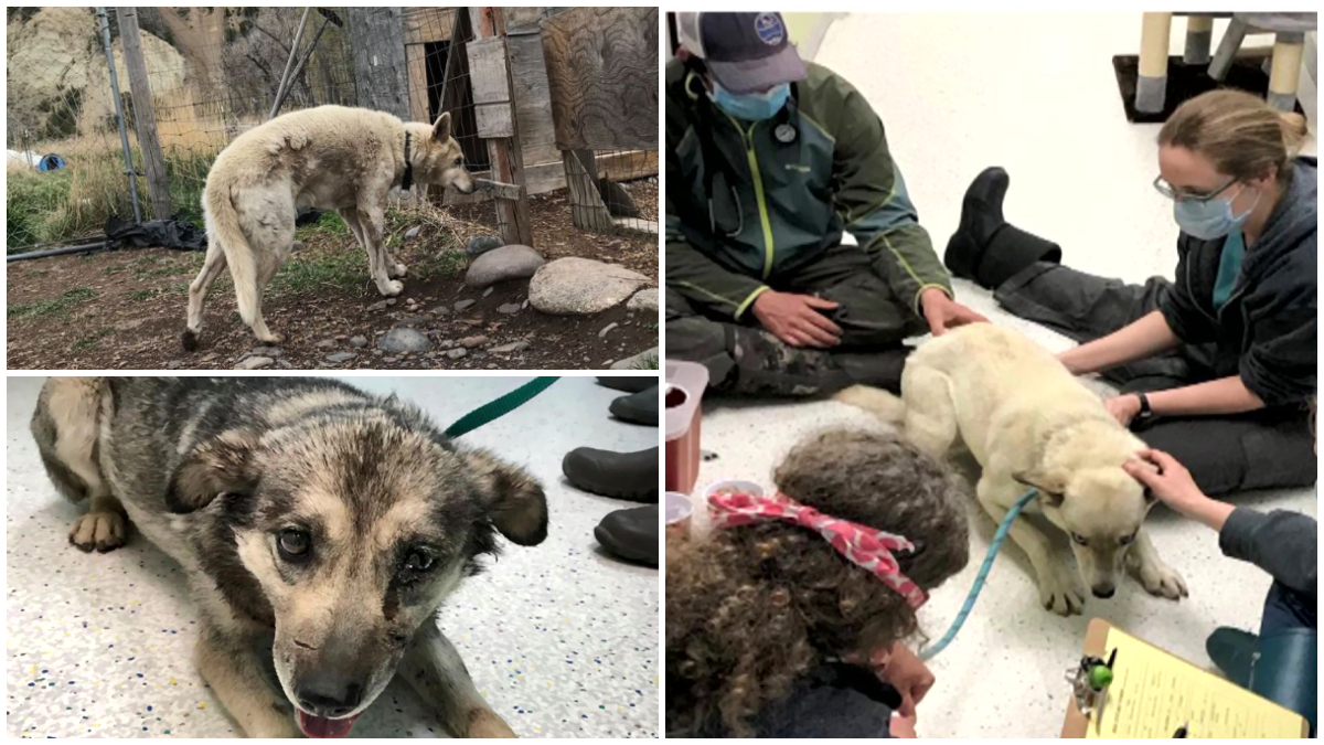 Rescued Livingston dogs recovering at animal shelter