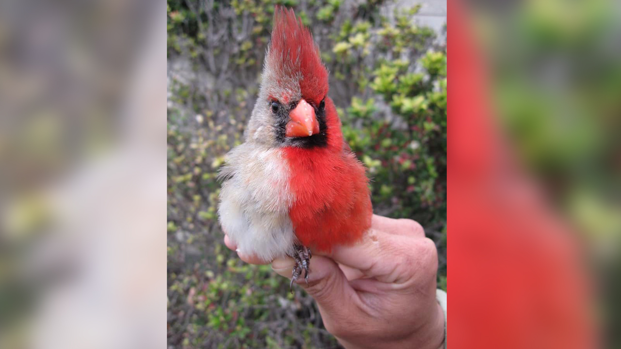 This northern cardinal was caught and banded by members of the Inland Bird Banding Association in central Texas.