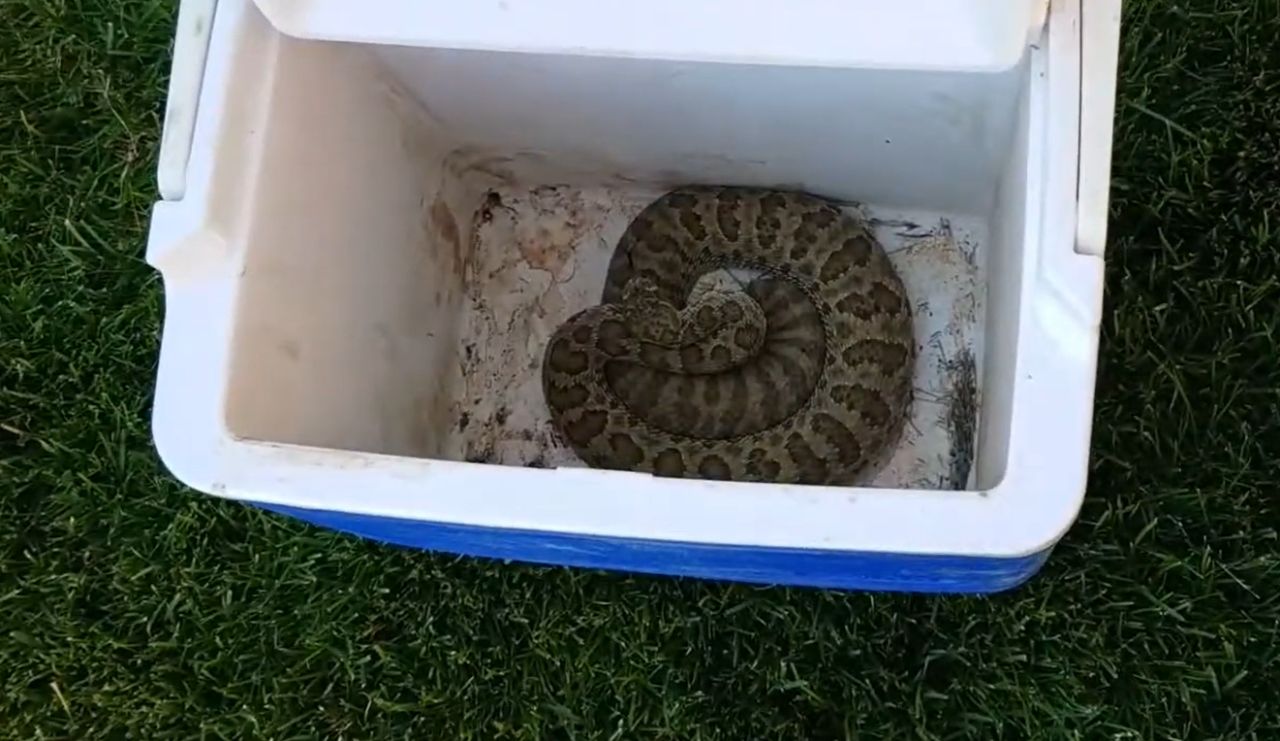 Rattlesnake caught in the Skyline neighborhood