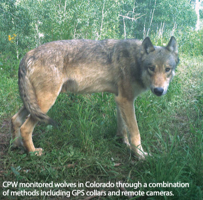 Colorado Parks and Wildlife annual wolf report pic