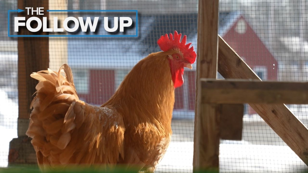 egg shortage follow up