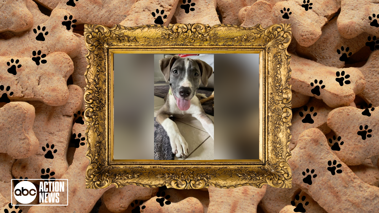 Rescues in Action: Pork Chop