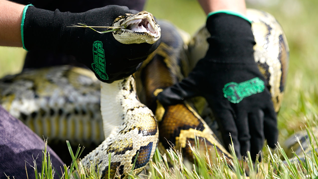A Burmese python is held during a safe capture demonstration on June 16, 2022, in Miami.