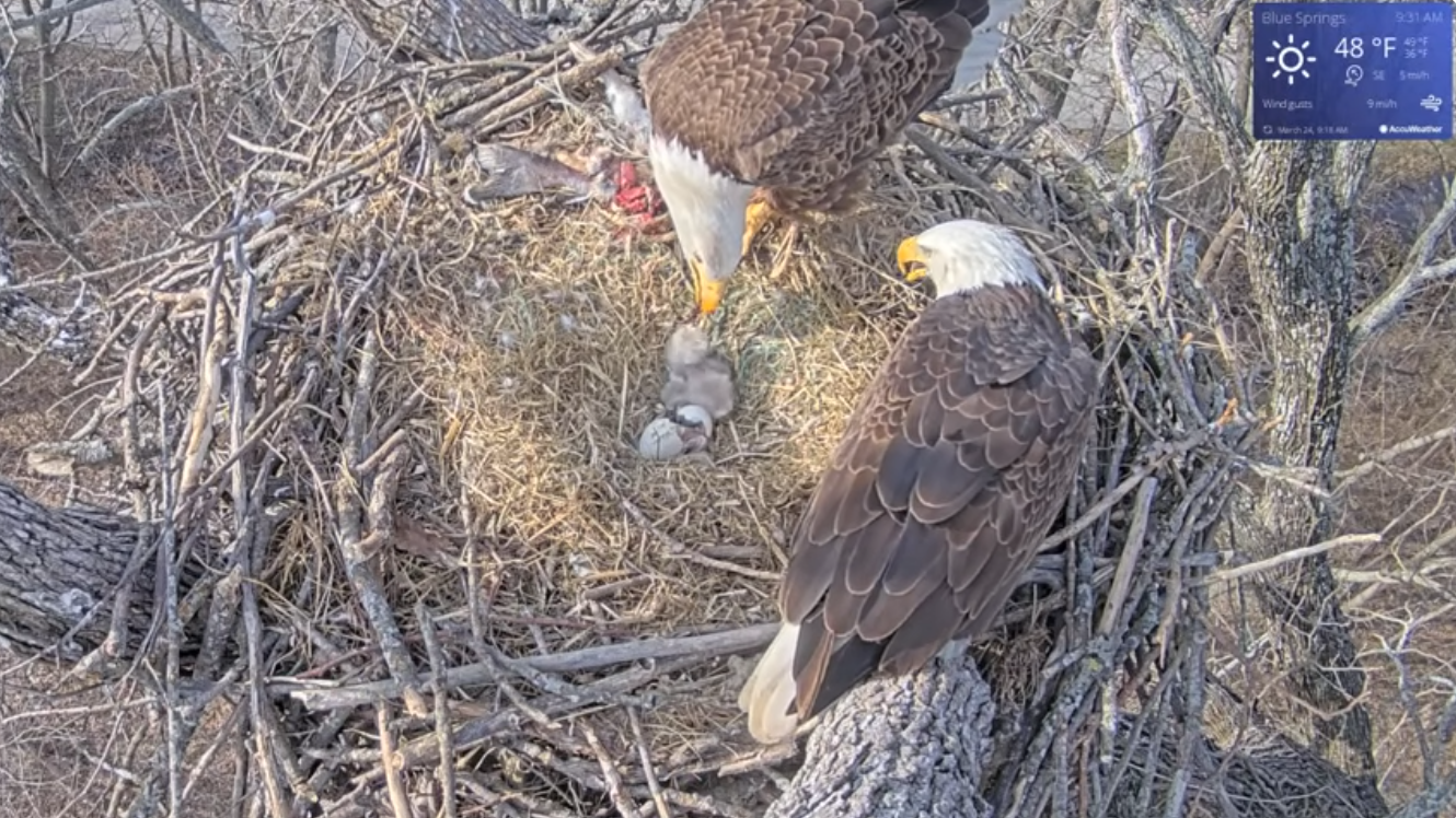 Eagle Cam