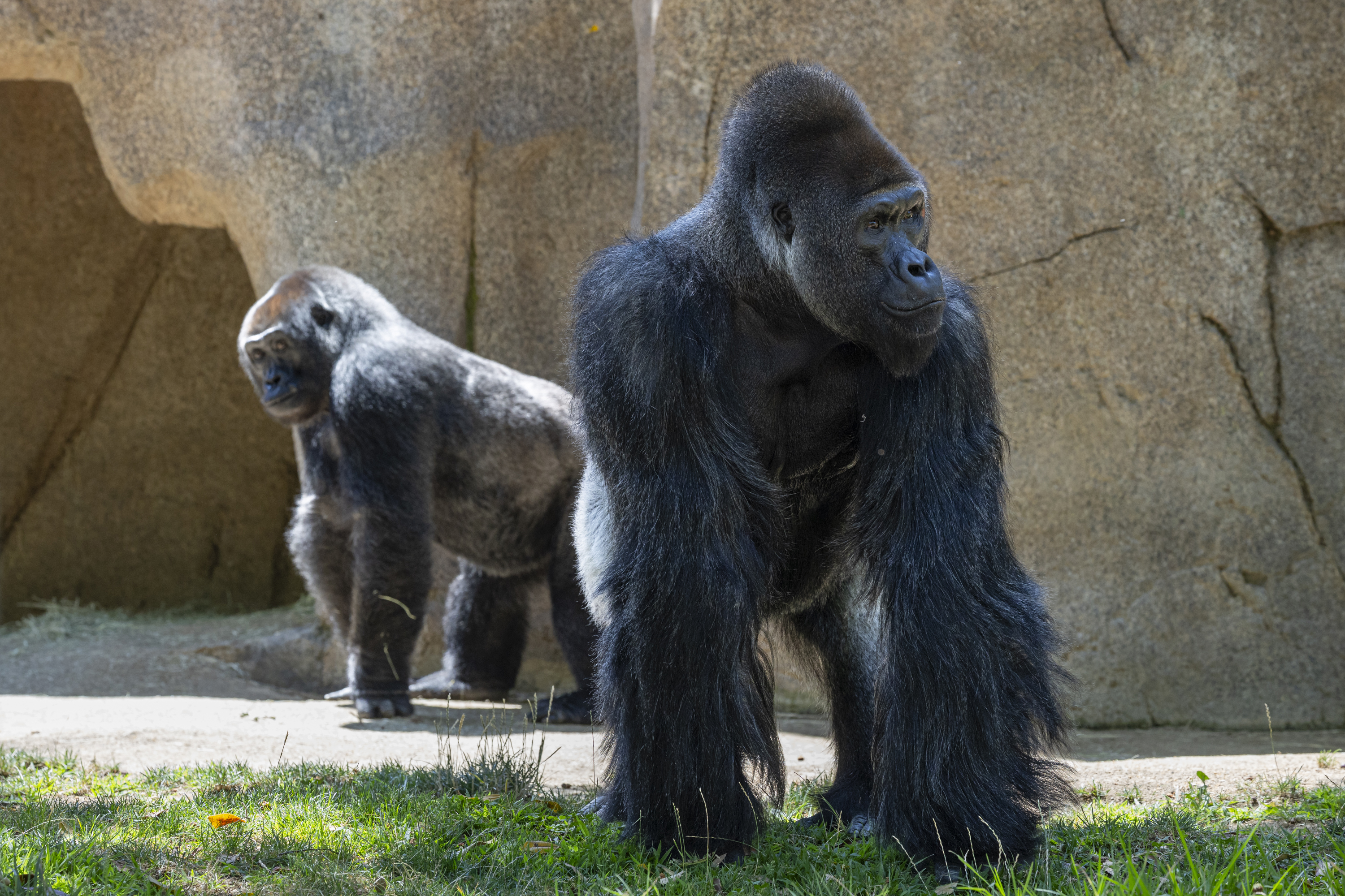 Paul Donn joins gorilla troop at San Diego Zoo Safari Park
