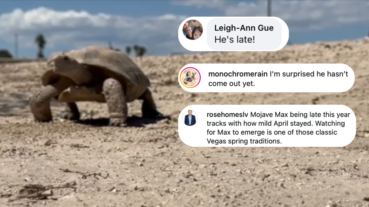 Thumbnails - MOJAVE MAX LATEST EMERGENCE