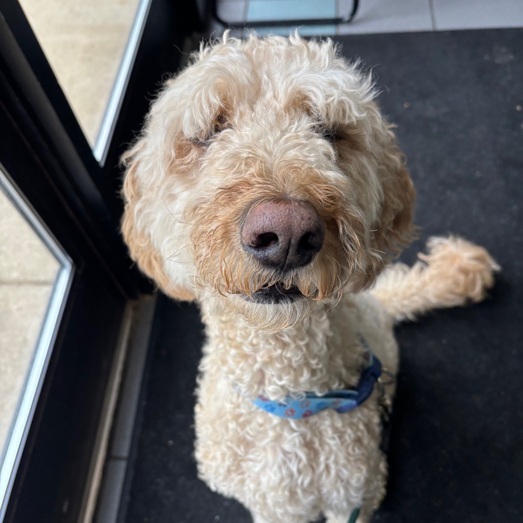 Chewbacca, Humane Society of West Michigan