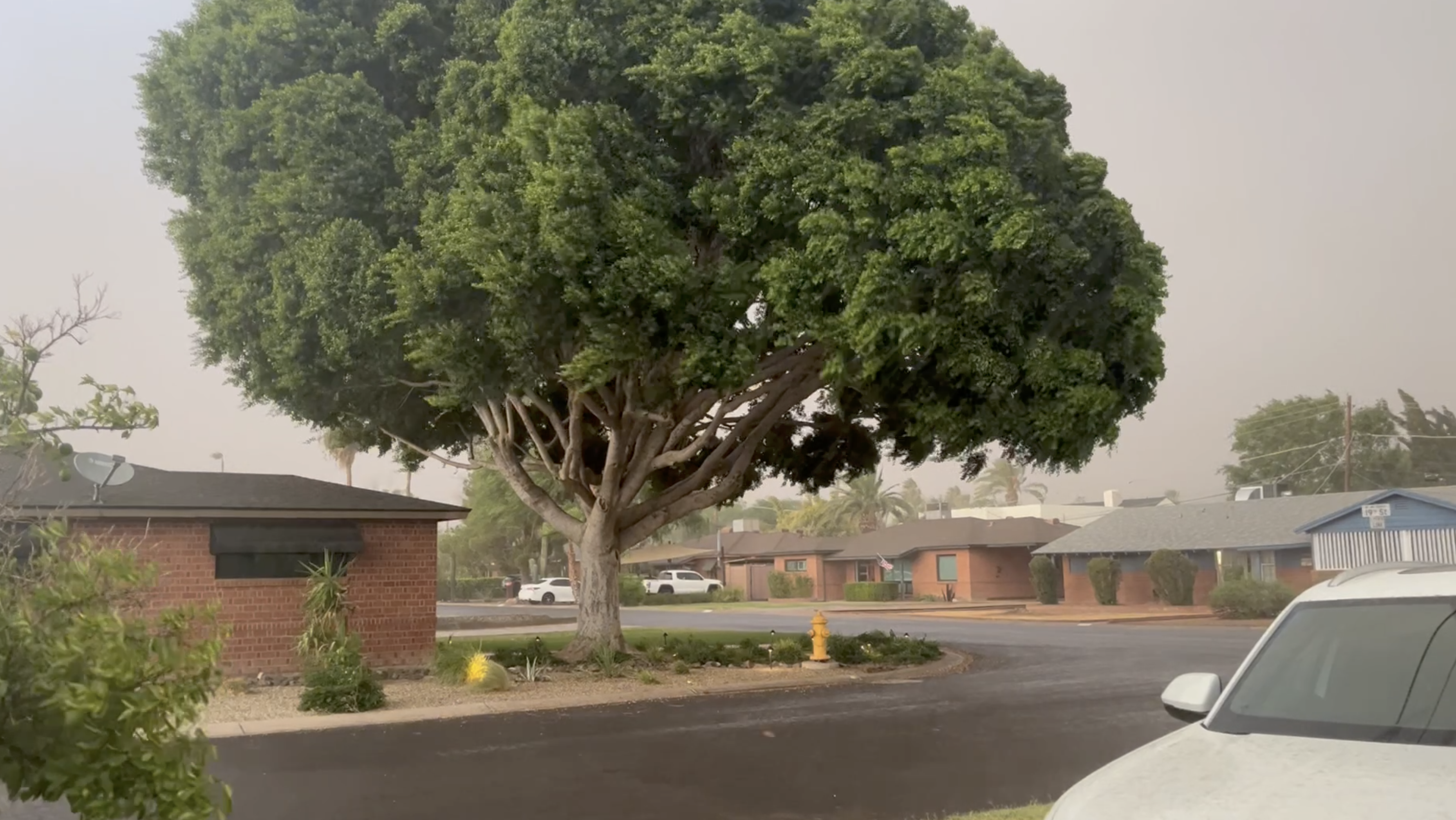 Rainy tree
