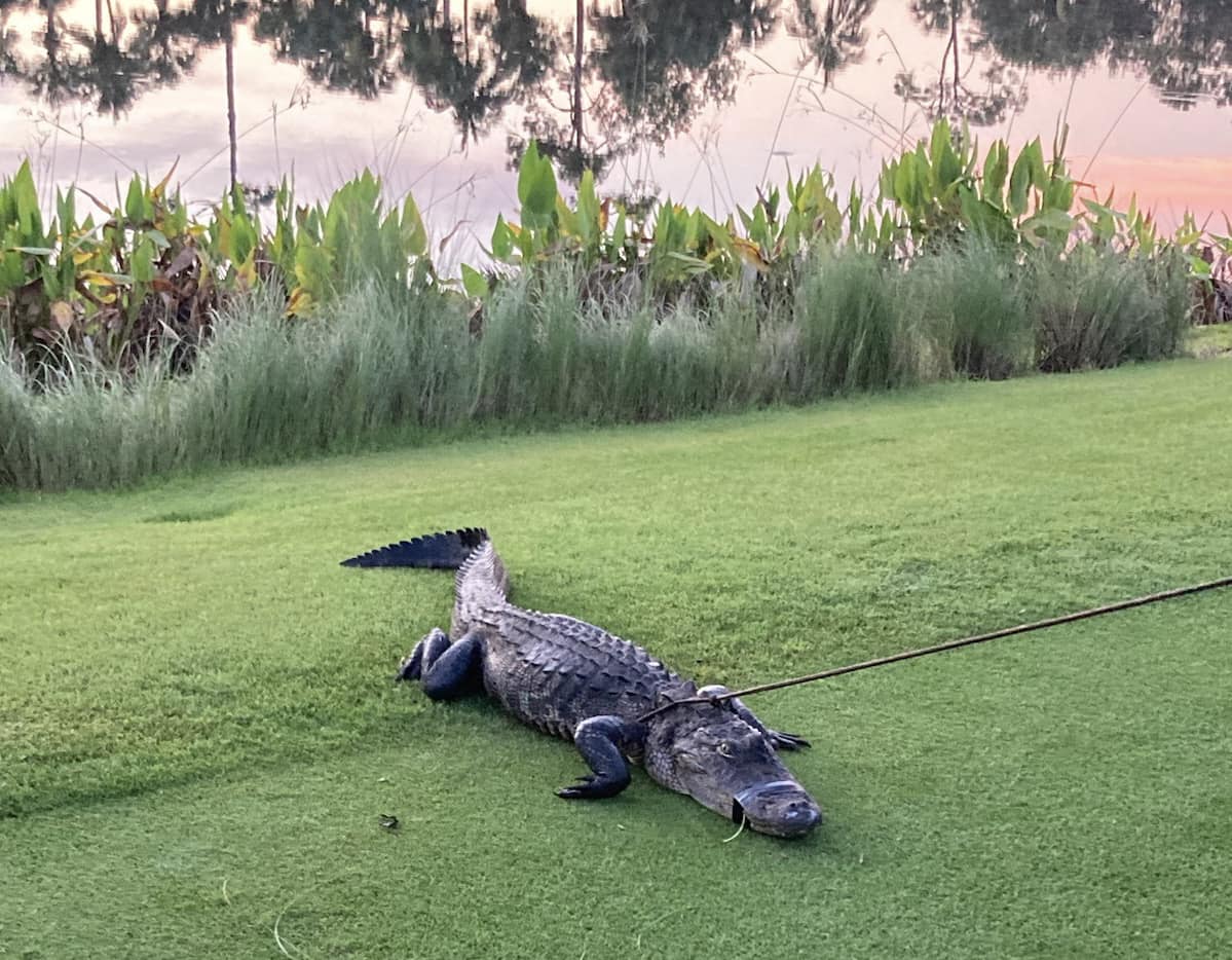 Collier County Alligator Attack.jpeg