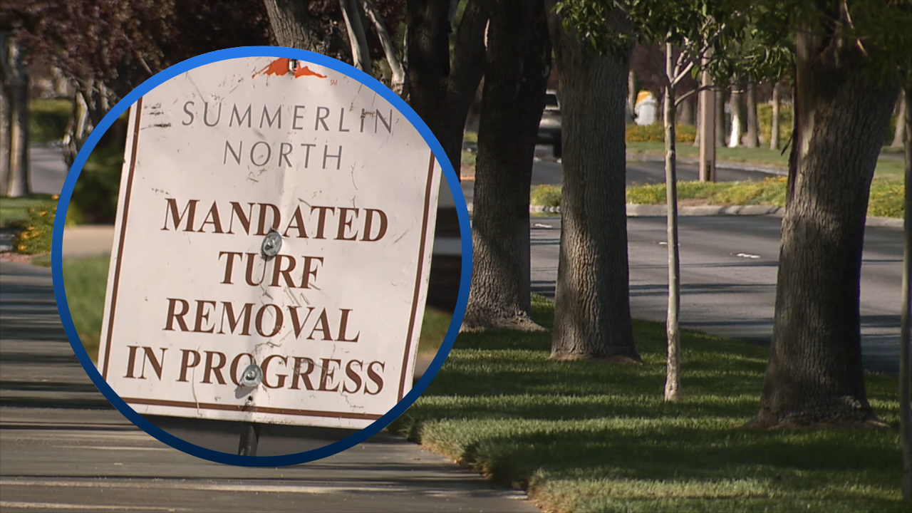 Summerlin Grass