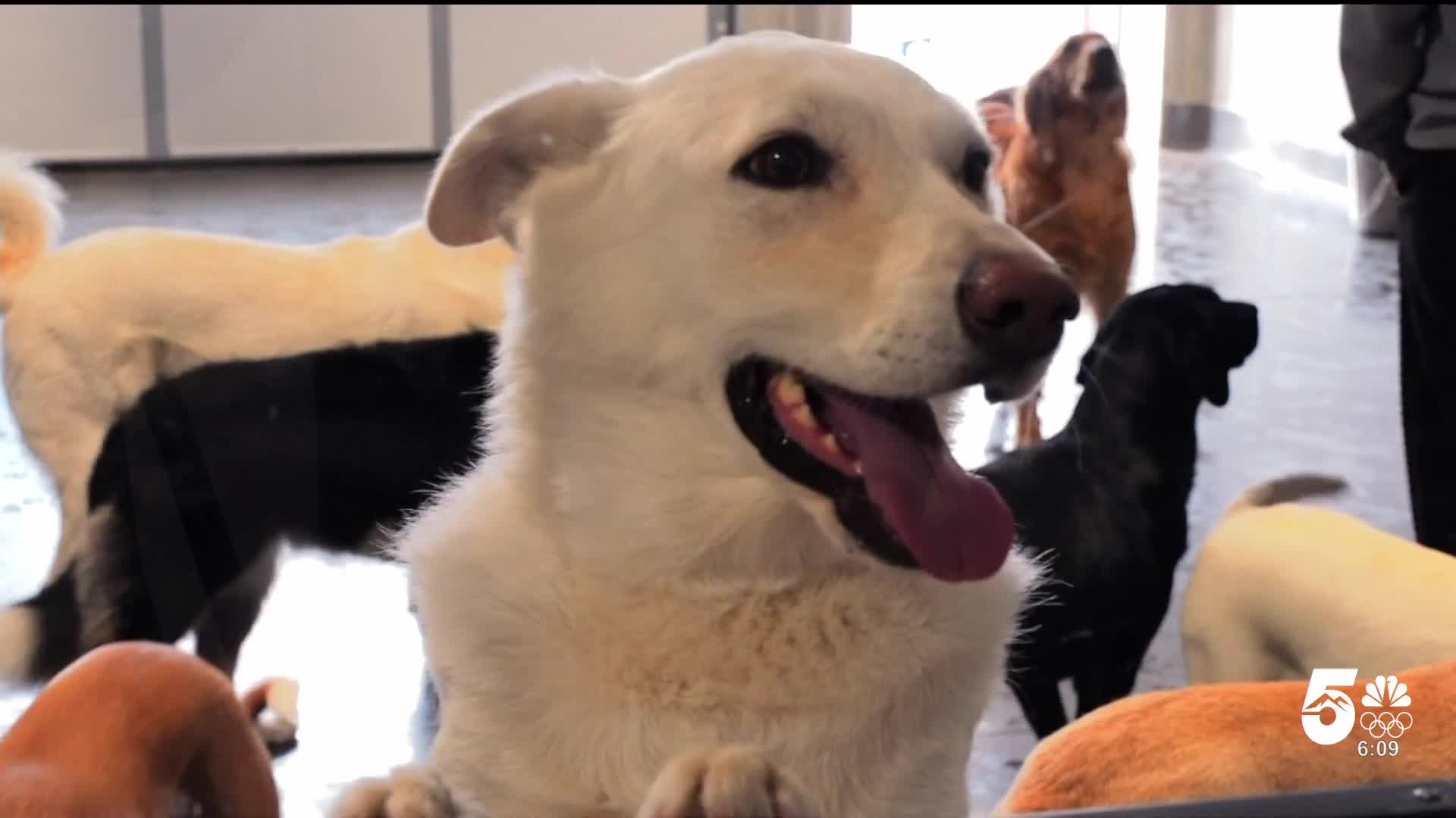 Sunrise Service Dogs